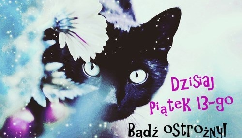 Czarny kot dziś piątek 13-go